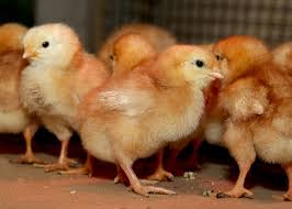 Lohmann Brown Chicks - 1 day old
